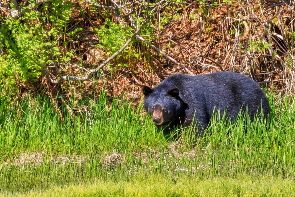 Arkansas bear safety