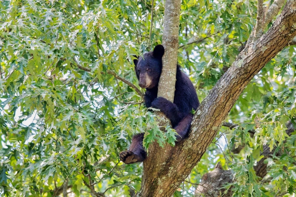 This bear was chased up a tree by dogs in a Little Rock neighborhood years ago. It eventually climbed down and quickly moved on once the disturbance went away. AGFC image.