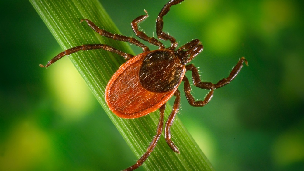 Black-legged or Deer Tick. (CDC image)