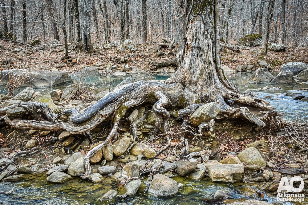 Forest Service move Arkansas impact
