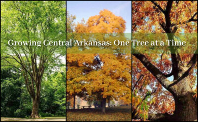 Central Arkansas Tree Planting Project
