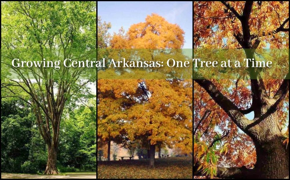 Central Arkansas Tree Planting Project