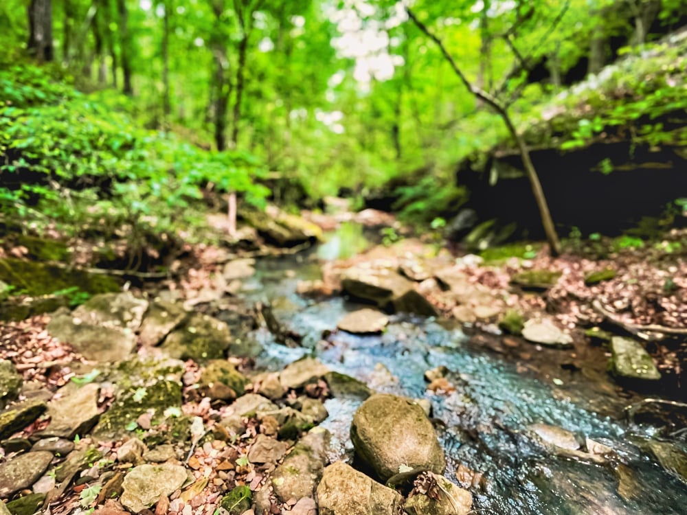 The Livingston-Minter Conservation Easement.