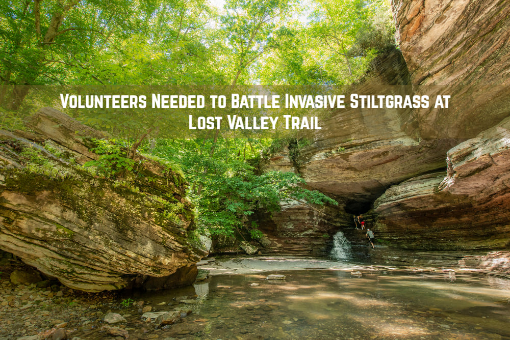 Lost Valley stiltgrass removal