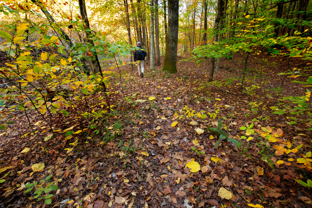 Fall is a great time to hike around the Buffalo National River.