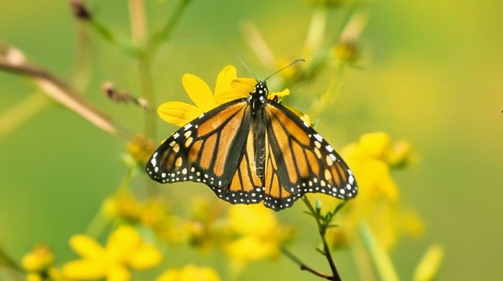 monarch butterfly migration Arkansas