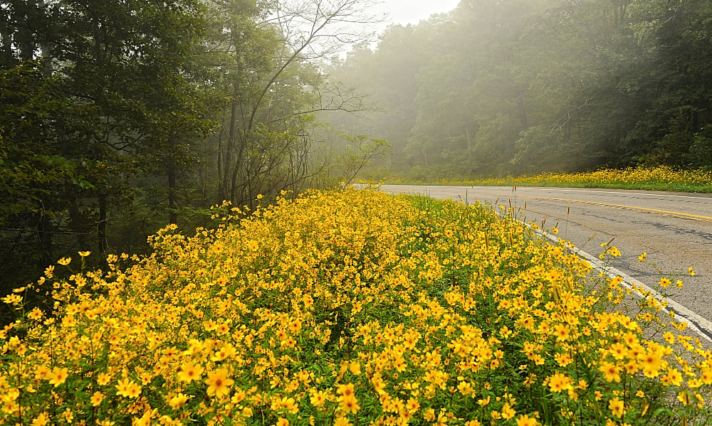 Monarch Heaven at Mount Magazine State Park.